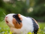 Guinea pig