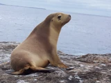 Australian sea lion