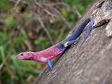 Mwanza Flat-headed Rock Agama