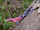 Mwanza Flat-headed Rock Agama