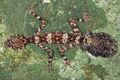 Cape Melville Leaf-tailed Gecko (Saproscincus saltus)