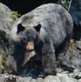 Glacier Bear (Ursus americanus emmonsii)