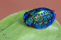 Imperial Tortoise Beetle (Stolas imperialis)