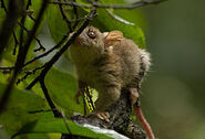 Bare-tailed woolly opossum