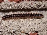 Greenhouse millipede