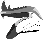 Open mouth, showing fused baleen 