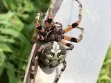 Giant lichen orbweaver