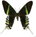 Green-banded Urania (Urania leilus)