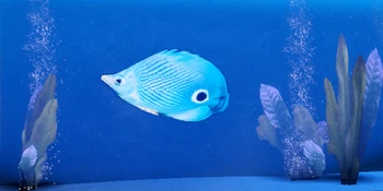 ME2 Prejek Paddle Fish