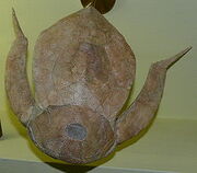 250px-Bothriolepis panderi