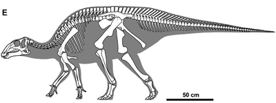 Gobihadros Skeleton