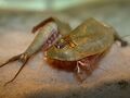 Shield Shrimp (Triops australiensis)