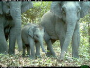 Asian Elephant 8.12.2012 Why They Matter-MID 287451