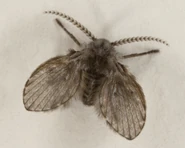 Male C. albipunctata. A moth-like dense coat of small hairs gives rise to the term "moth fly".