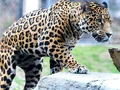 Jaguar (Panthera onca)