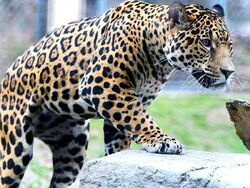 Jaguar Male.jpg