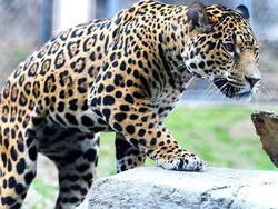 Jaguar Male