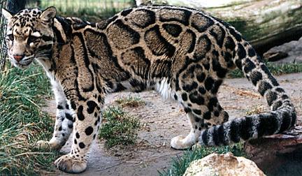 シム・シメール、【THE LITTLE CLOUDED LEOPARD】 シム・シメール、【THE LITTLE CLOUDED LEOPARD】 - メルカリ