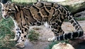 Clouded Leopard (Neofelis nebulosa)