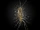 House Centipede