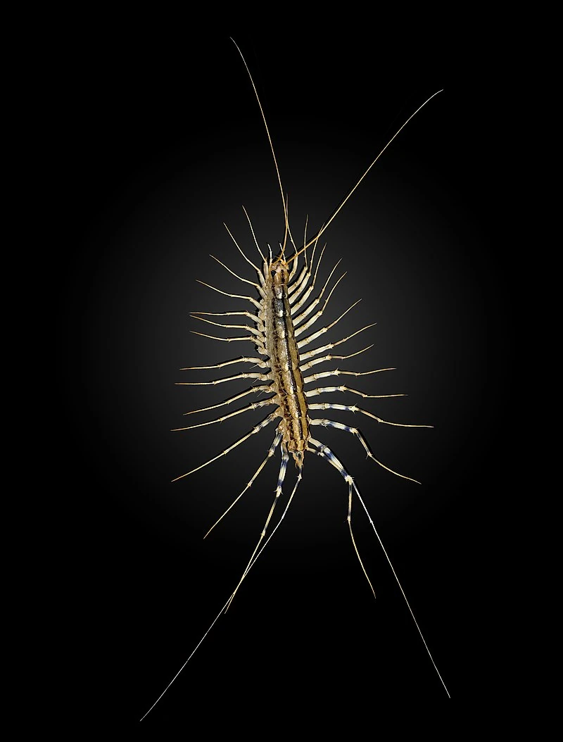 House Centipede | All Species Wiki | Fandom