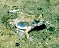 Mababe Puddle Frog (Phrynobatrachus mababiensis)