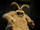 Wererabbit