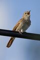 Nightingale (Luscinia megarhynchos)