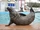 Harbor Seal