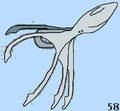 Bristlesquid (Marephateuthis setaeus)