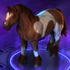 Horse Pinto