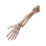 Corpse Hand