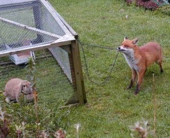 Cunning-like-a-fox photo enhanced2 8170
