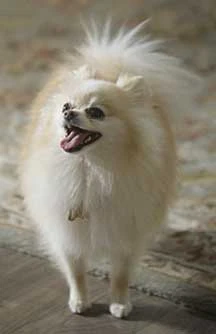 So close to being the ...