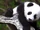 Pandaing to the Audience