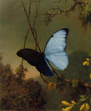 Blue Morpho Butterfly ATC
