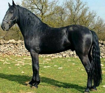 Black Horse