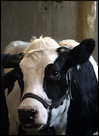 Genethecow 2440