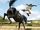 Horsing Around