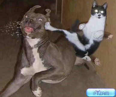Dogcatfight 5092.jpg