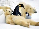 Misplaced Wildlife