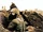 Iran-Iraq War