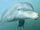 Dolphins, Dolphins, Everywhere