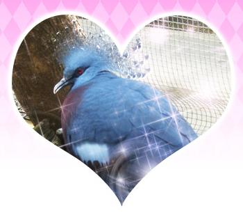 Hatoful Boyfriend Intermission 2 5524