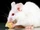 What Happened to the Mouse?