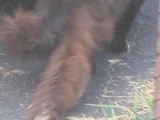 Multiple-Tailed Beast