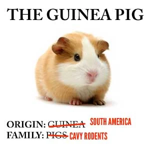 Guinea-pig 8669