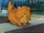 Fluffy Dry Cat