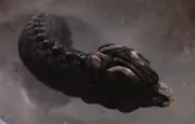 Xeno snake