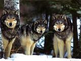 Wolves